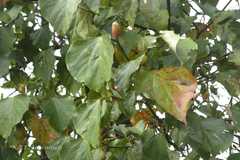 Exbucklandia populnea